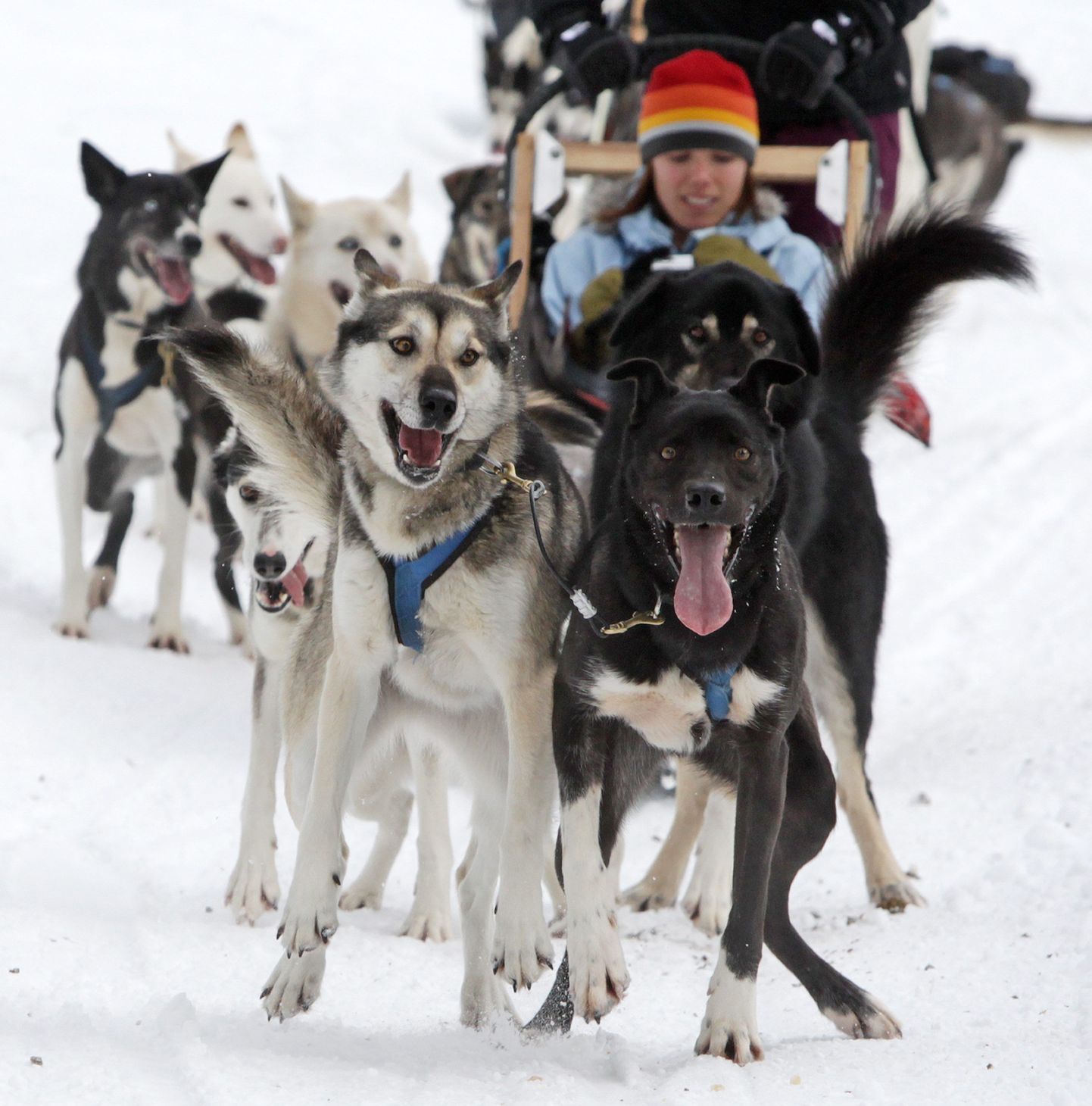 Поездки на собачьих упряжках - популярное развлечение для туристов в Канаде.