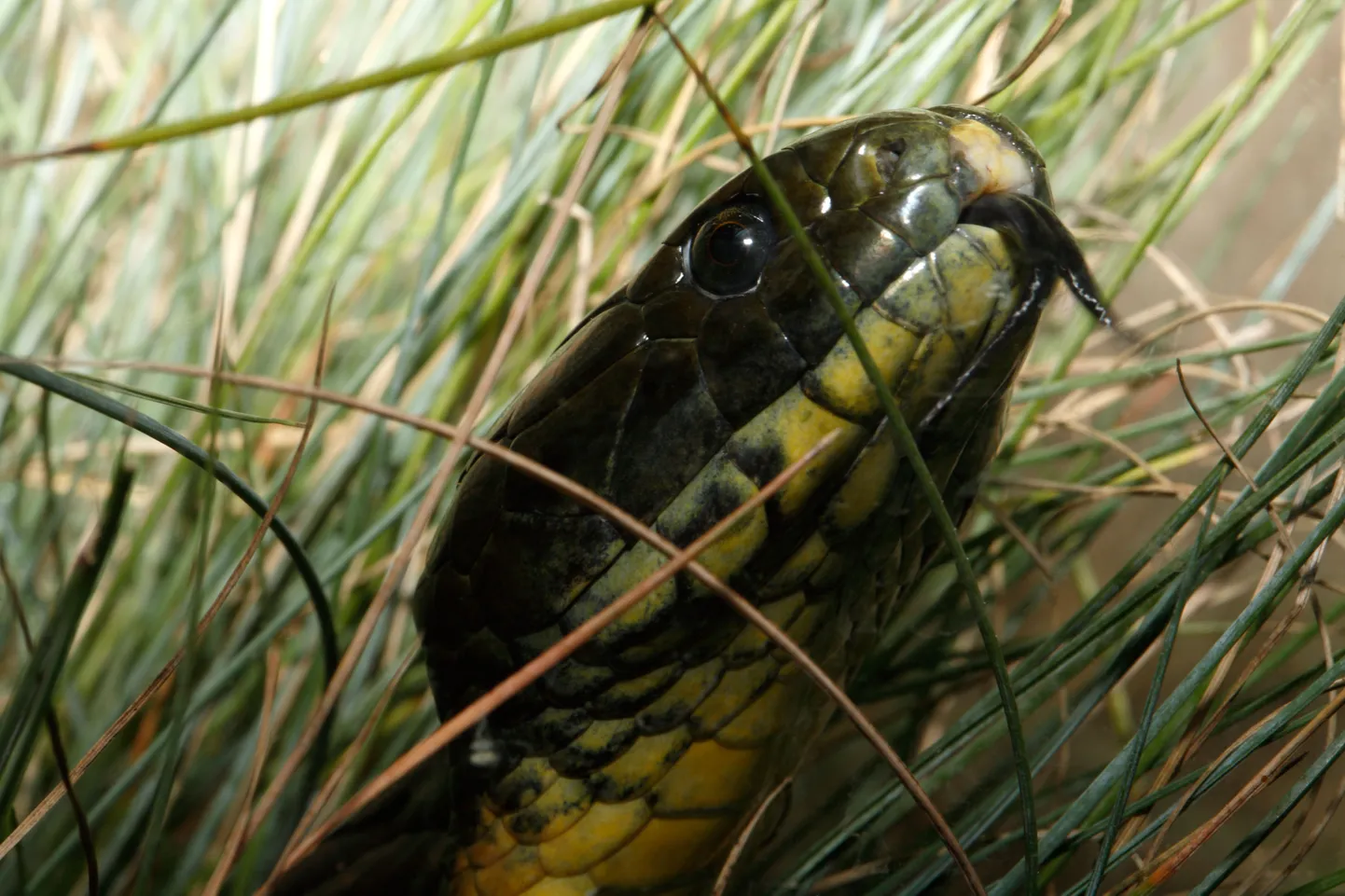Tiigermadu Austraalias
