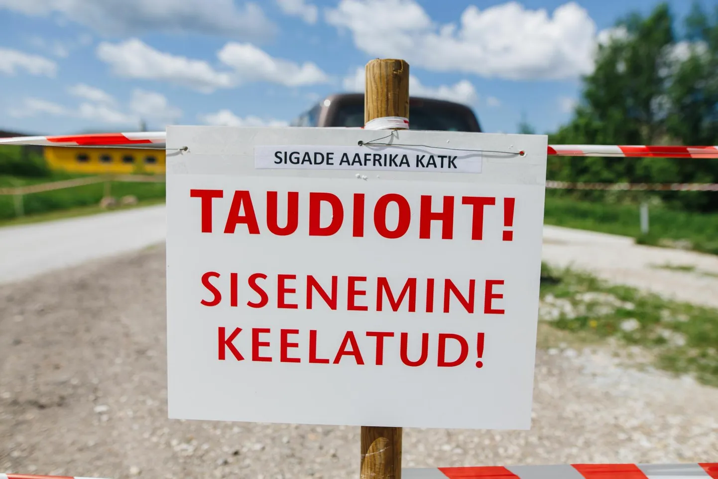 Sigade Aafrika katk on tänavu jõudnud kahte sigalasse Võru- ja Põlvamaal. Pilt on illustratiivne.