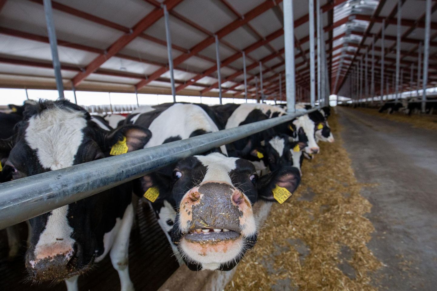 Et lehm annaks head piimatoodangut, peab ta saama kvaliteetset sööki, mugavalt puhata ja tal peavad olema terved jalad.