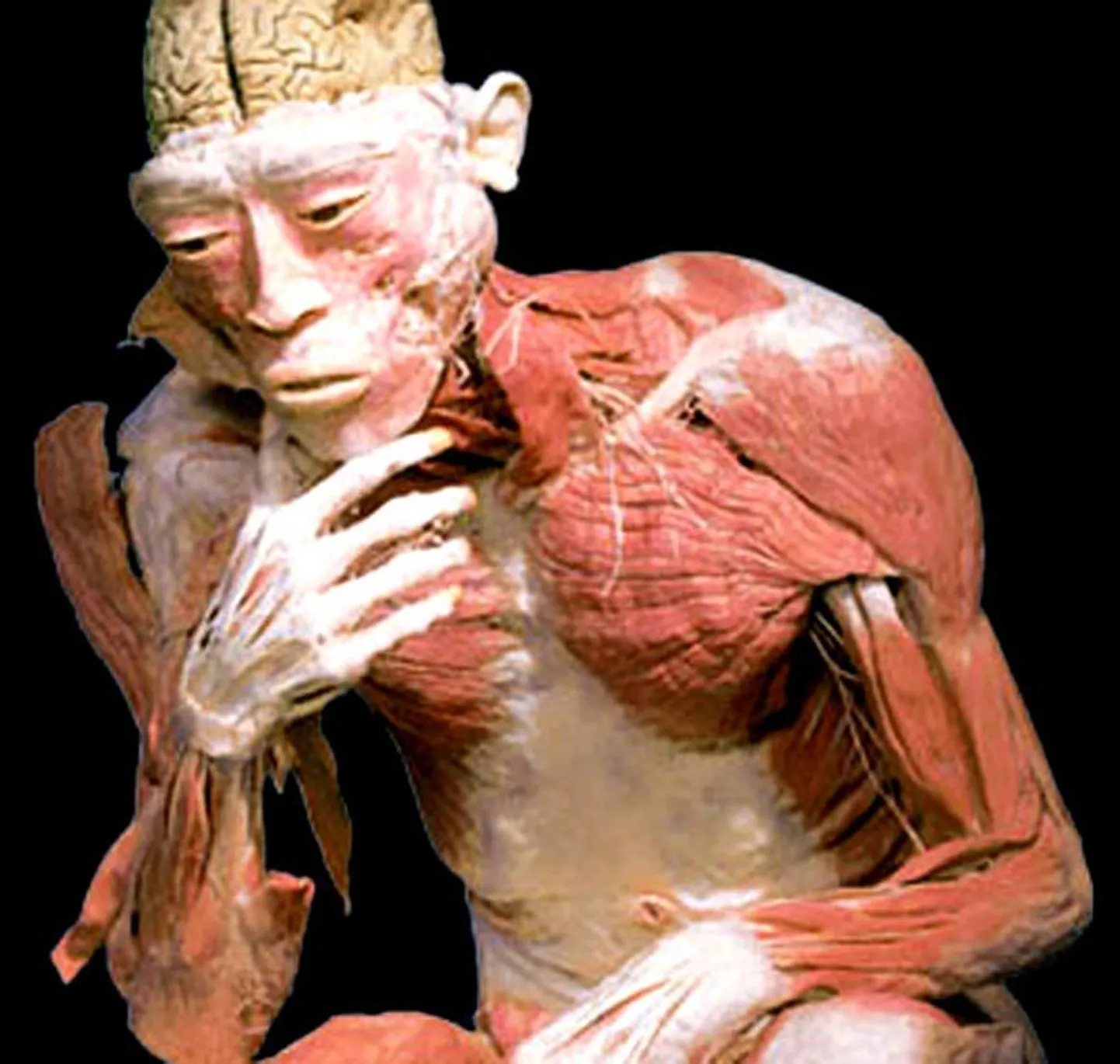 Maailmakuulus rändnäitus "Bodies Revealed", kus eksponeeritakse tõelisi inimkehasid, mis on säilitatud uudsel revolutsioonisel meetodil.