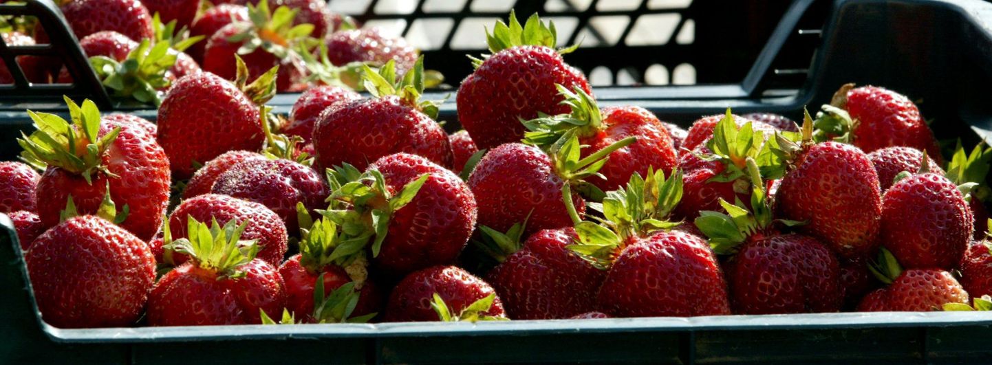 Praegu leiab turult laias valikus importmaasikaid, Eesti marju on oodata jaanipäeva ajal.