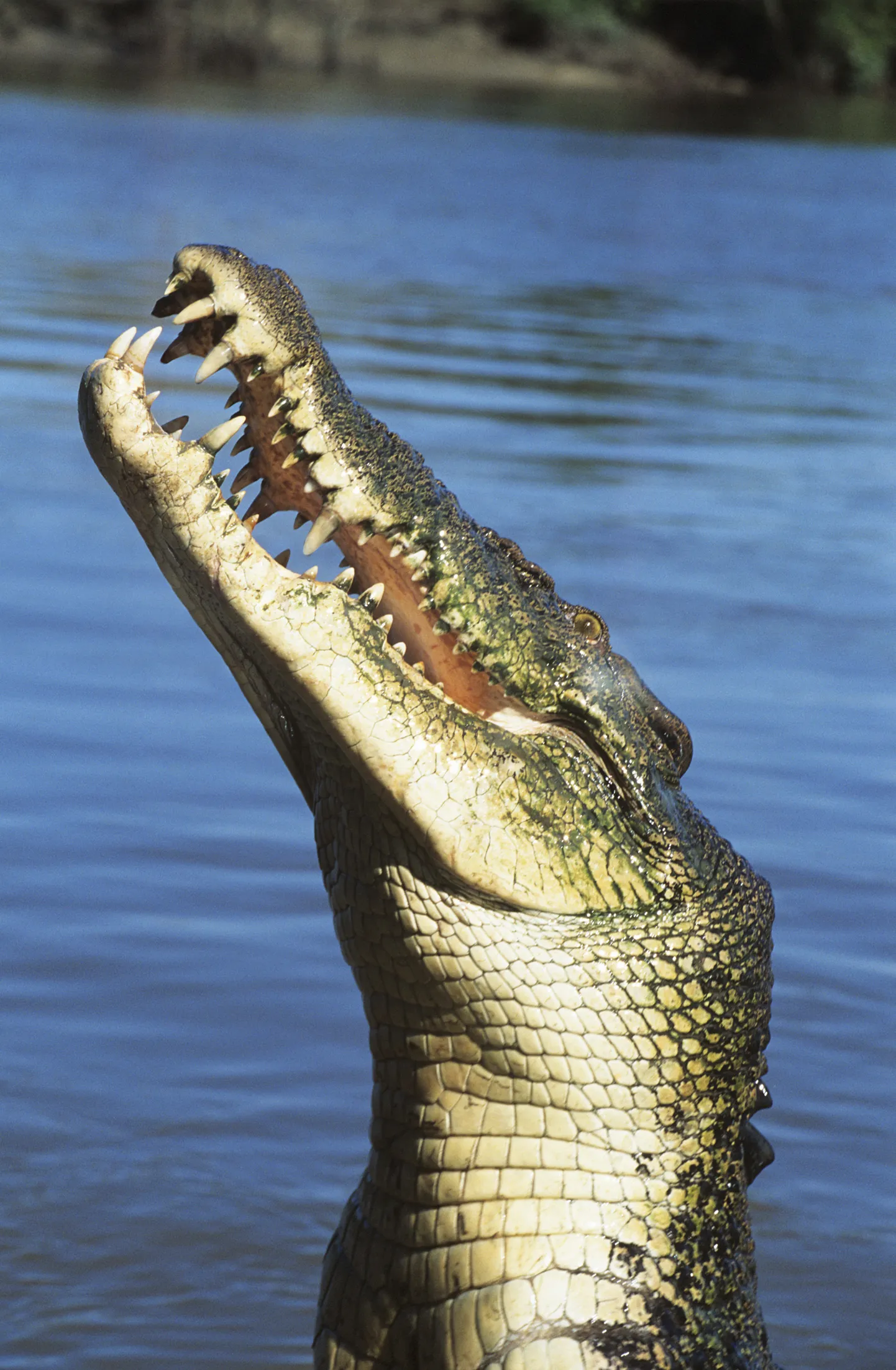 Krokodill