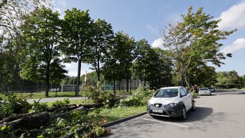 PILDID ⟩ Tammelinnas läksid ohtlikud puud sae alla kohalike teadmata