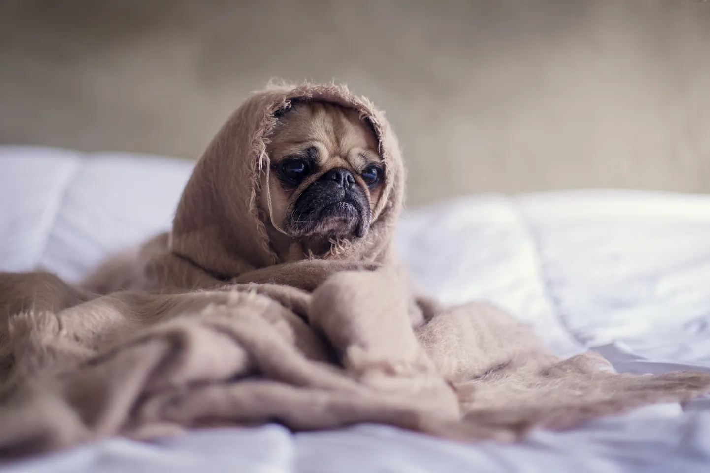 Собака. Иллюстративное фото