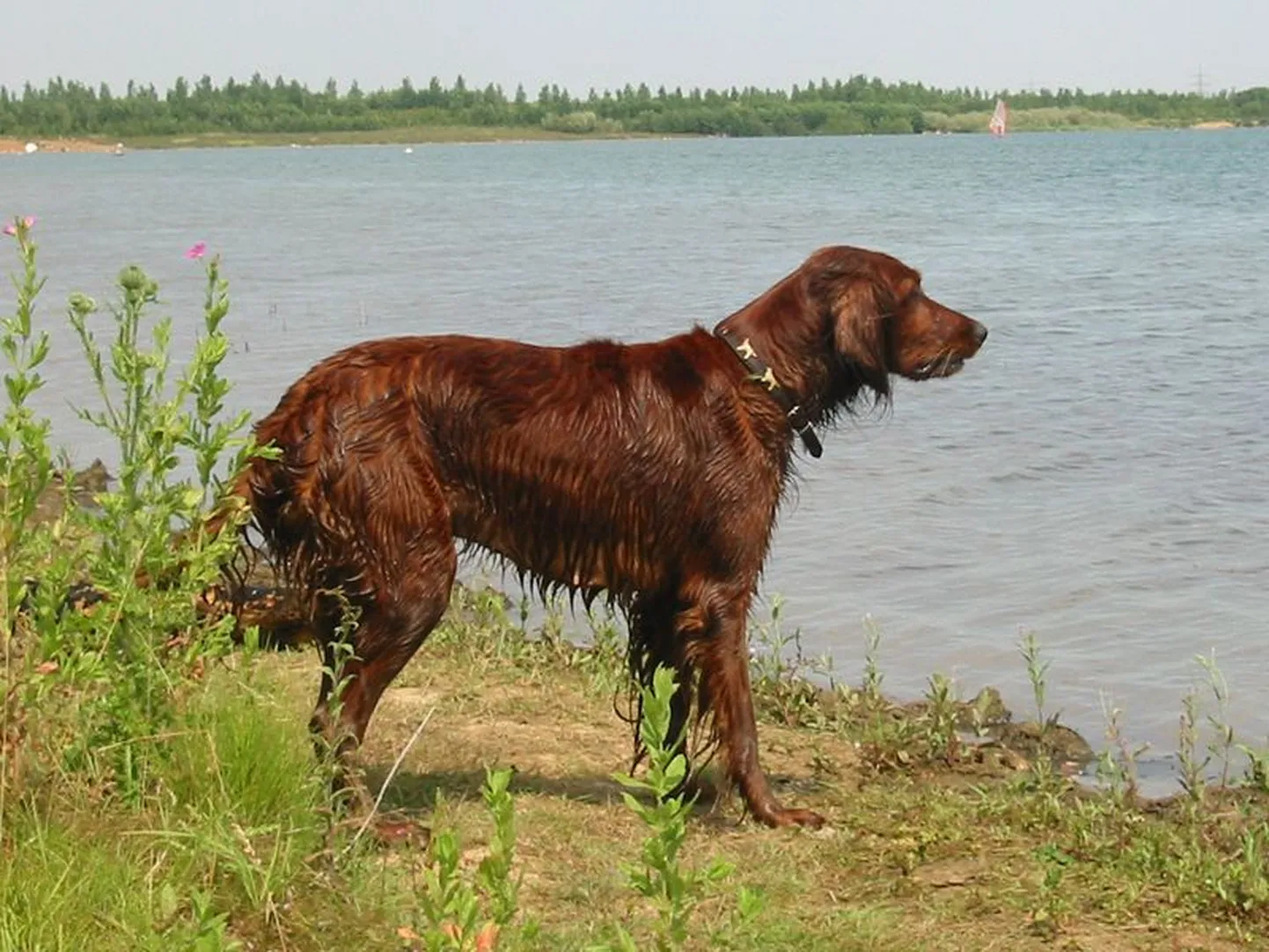 Iiri setter. Pildil olev koer pole juhtumiga seotud
