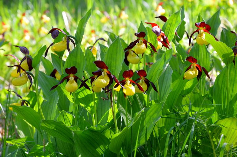 Eesti orhideekaitse klubi aasta orhideeks valitud kauni kuldkinga üks suuremaid kasvukohti Eestis asub Lääneranna vallas.