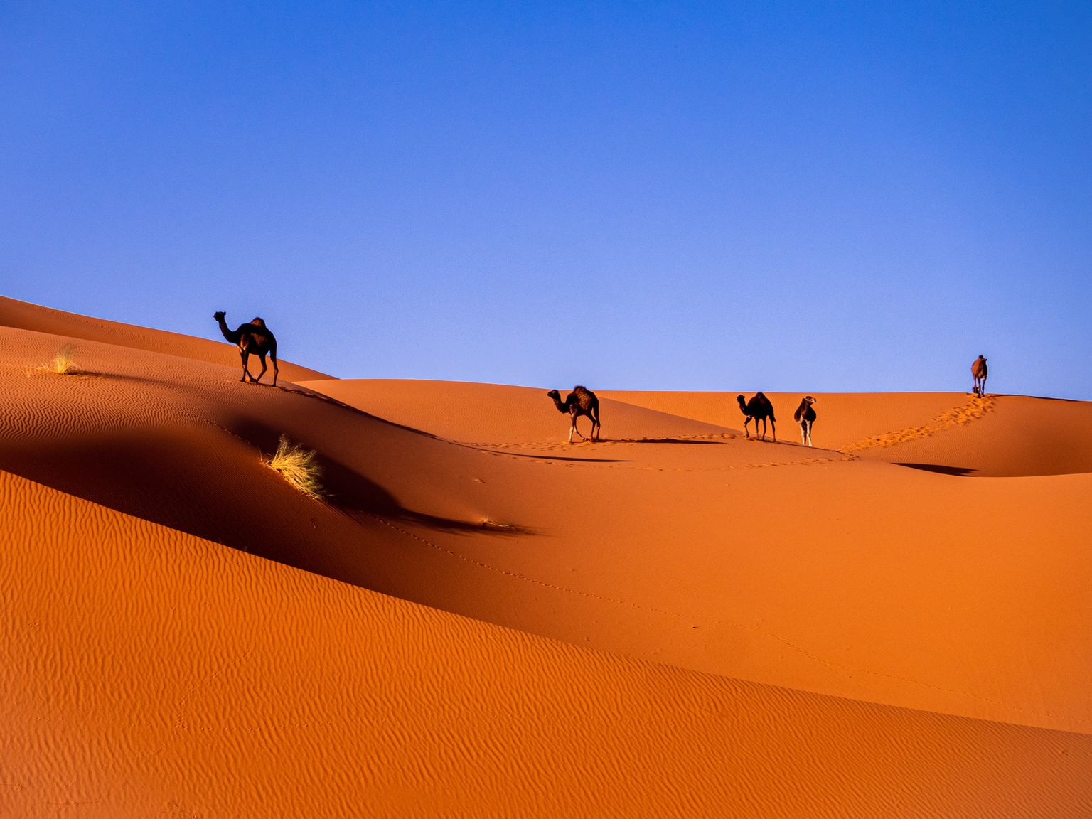 Sahāras tuksnesis
