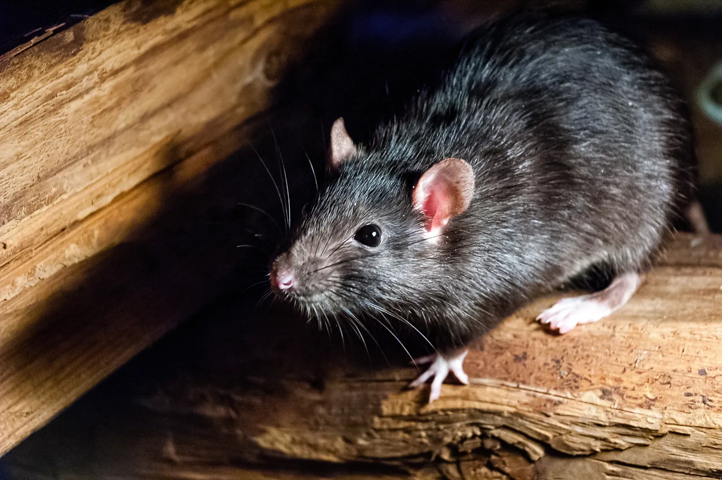 Kodurott ehk must rott (Rattus rattus). Pilt on illustreeriv