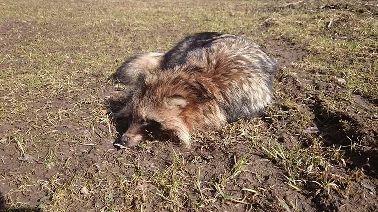 Kährik aiamaal põõnamas.