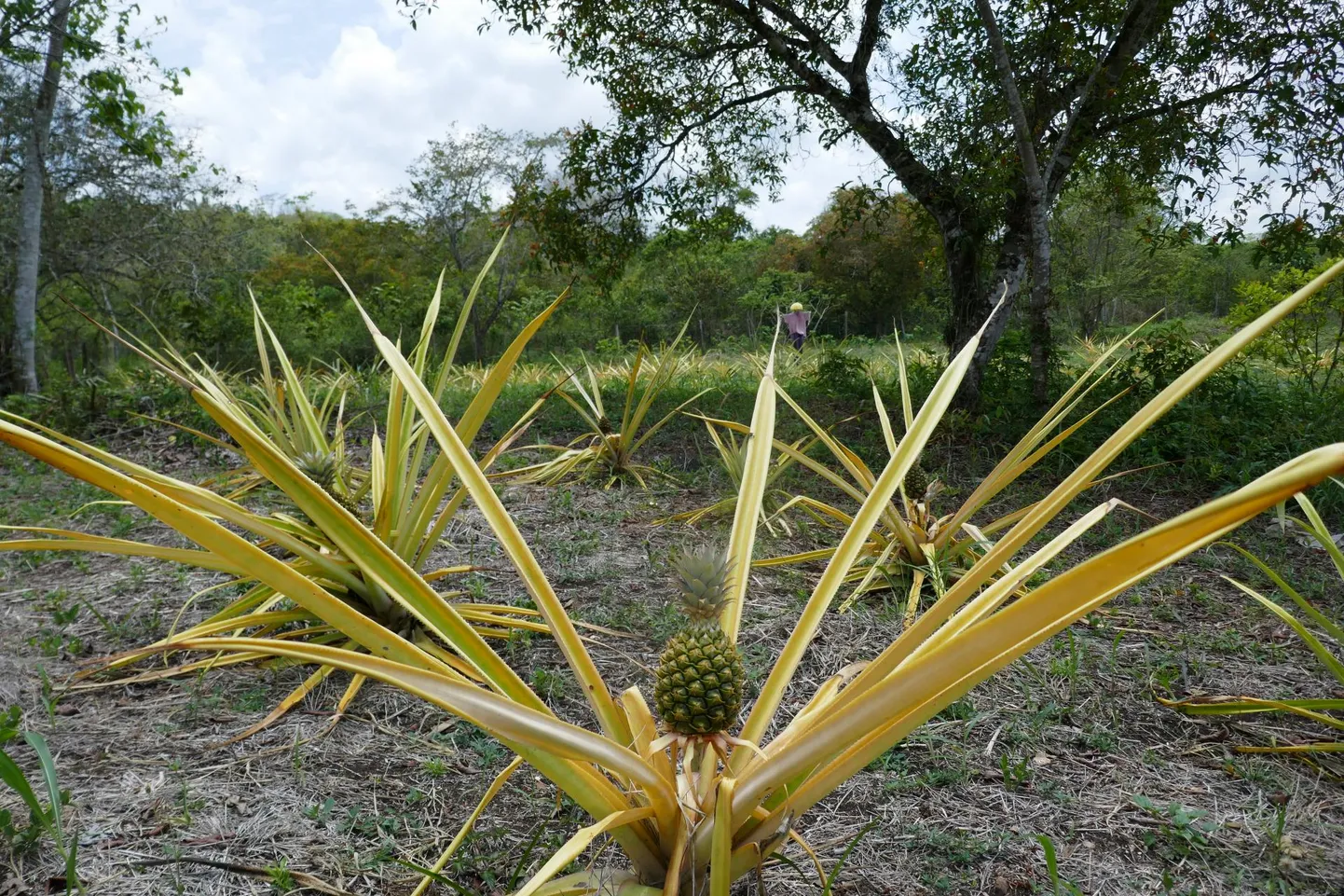 Üks meie põhiülesandeid on rohida ananassipõldu. FOTO: Tom Peeters