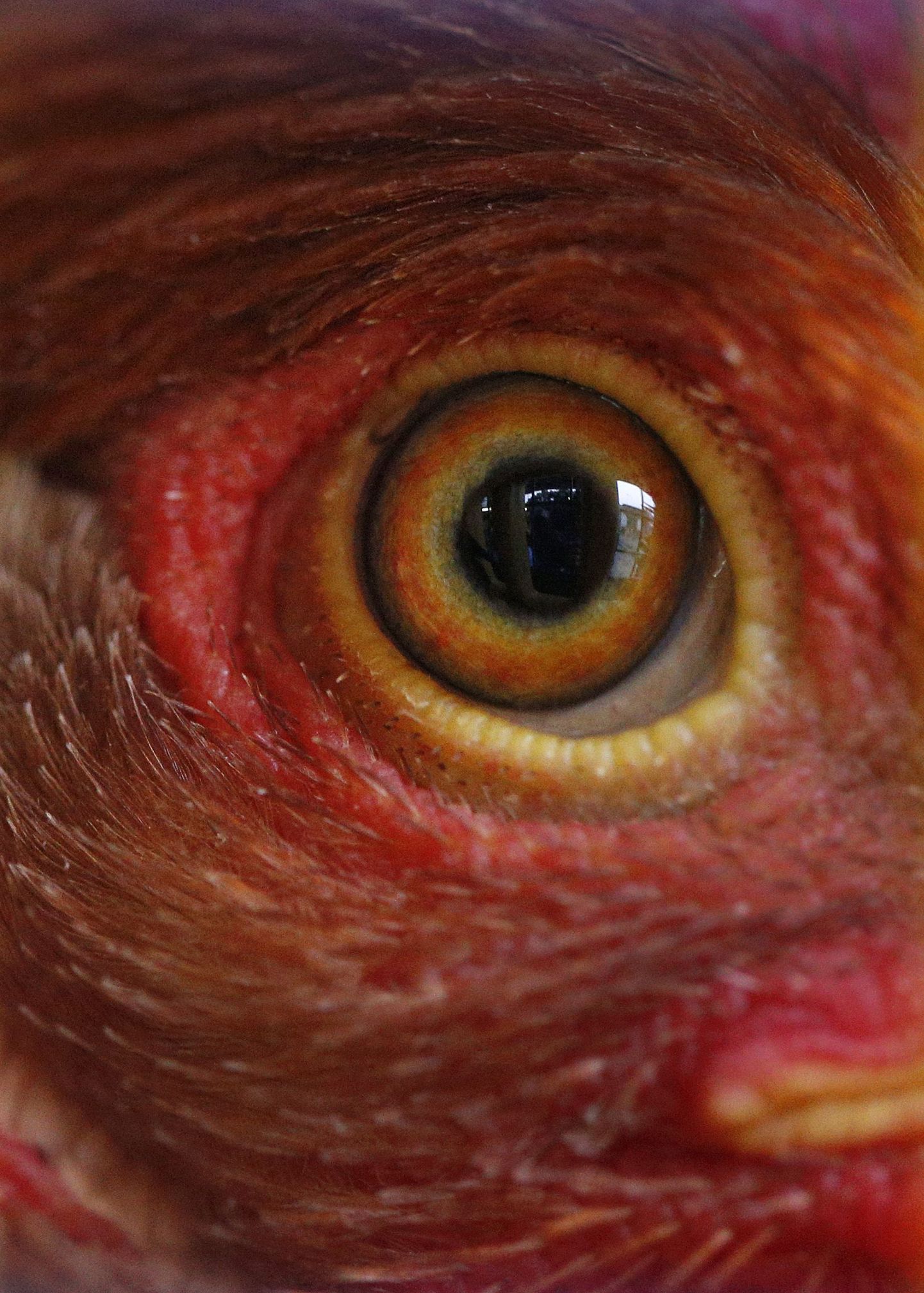 Fotograafi sõnul kanad nagu tunneksid, et nad võidakse hävitada ning nende silmis peegeldus hirm