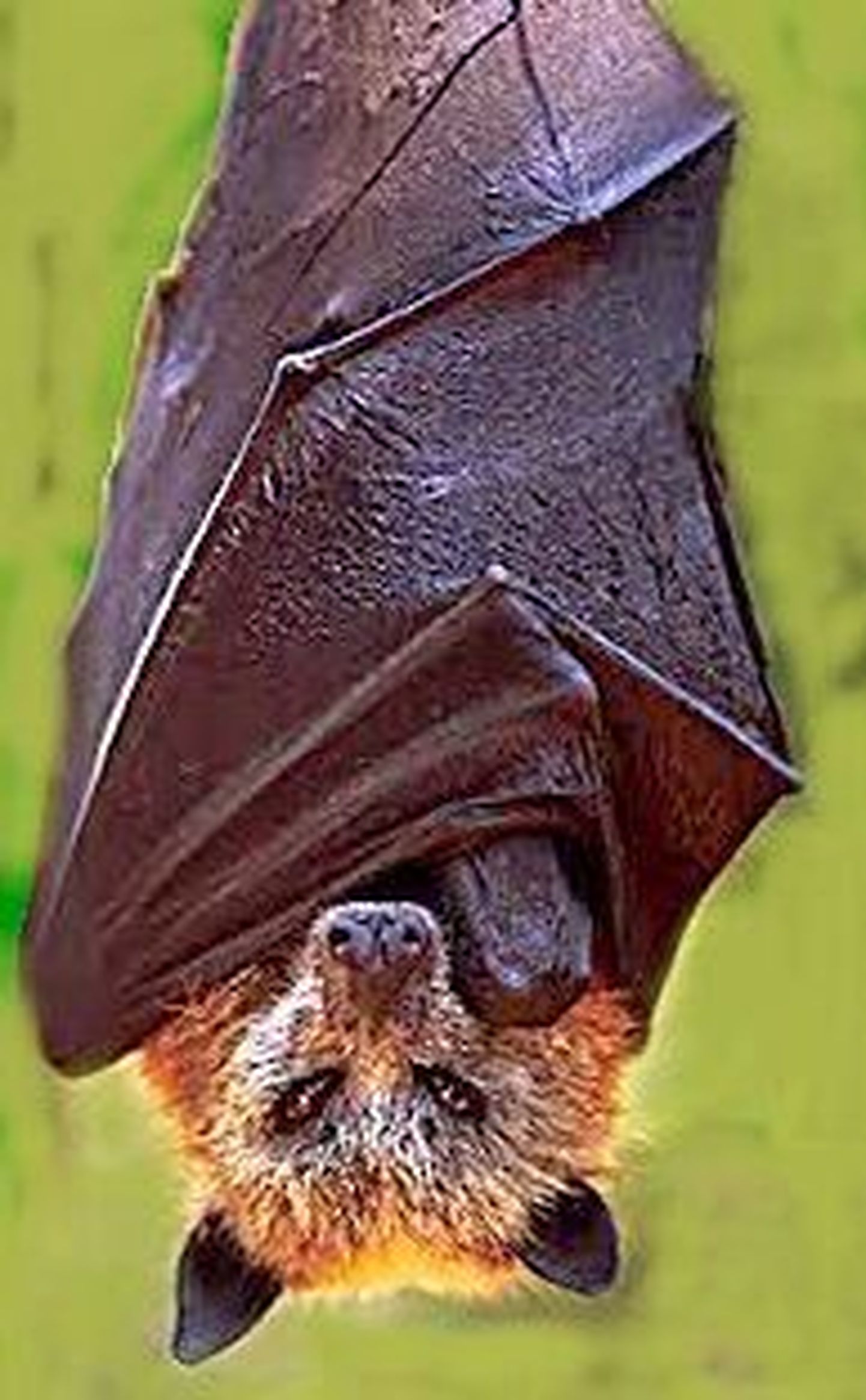Koopamaaling paljastas senitundmatu nahkhiireliigi. Fotol nahkhiir rippumas tavapärases puhkeasendis