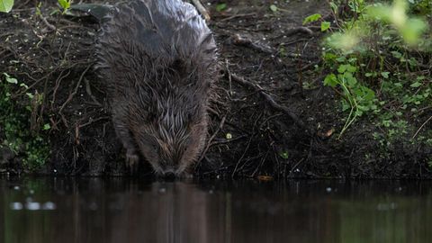 Rahvuspargis on koprad asunud inimesi ründama