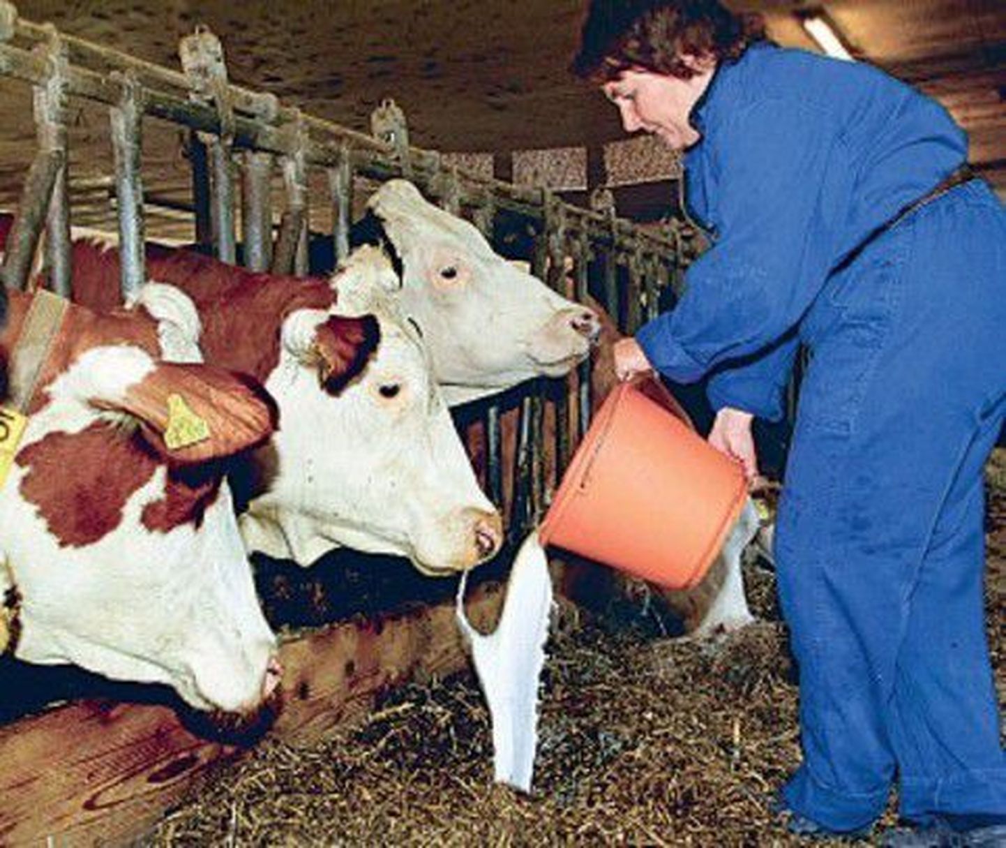 Saksamaa lehmapidajad loobusid protestiks piima kombinaatidesse viimisest. Nad valavad selle hoopis maha või annavad loomadele.