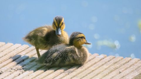 Päästetud pardipojad kasvasid üles taksikoera käe all