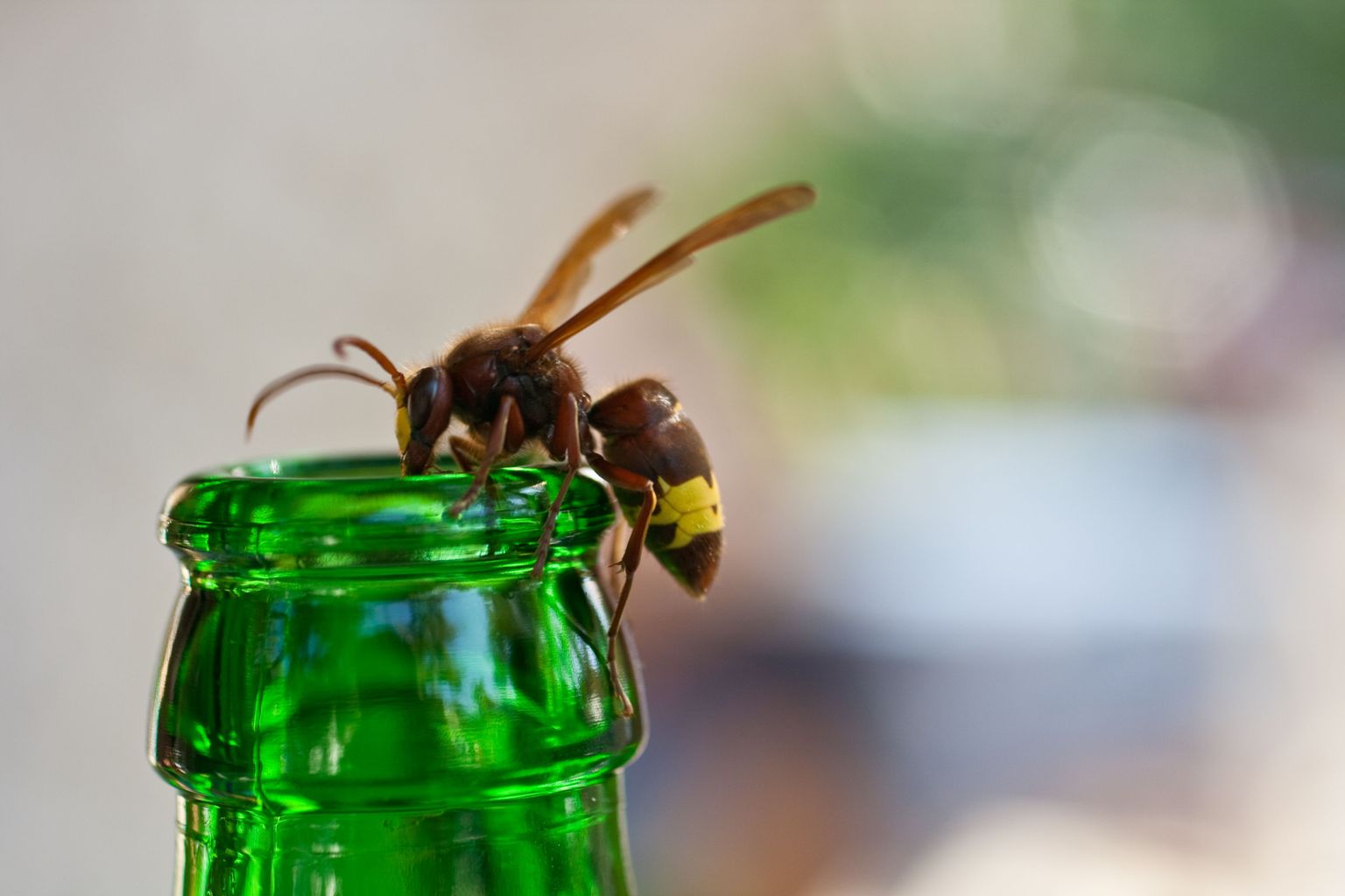 Suvel ei tohiks juua läbipaistmatutest pudelitest ega purkidest, sest alati ei pruugi sinna ronivat herilast või mesilast märgata.