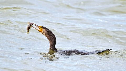 Eesti ja Rootsi ministrid tahavad kormoranide arvukuse piiramist