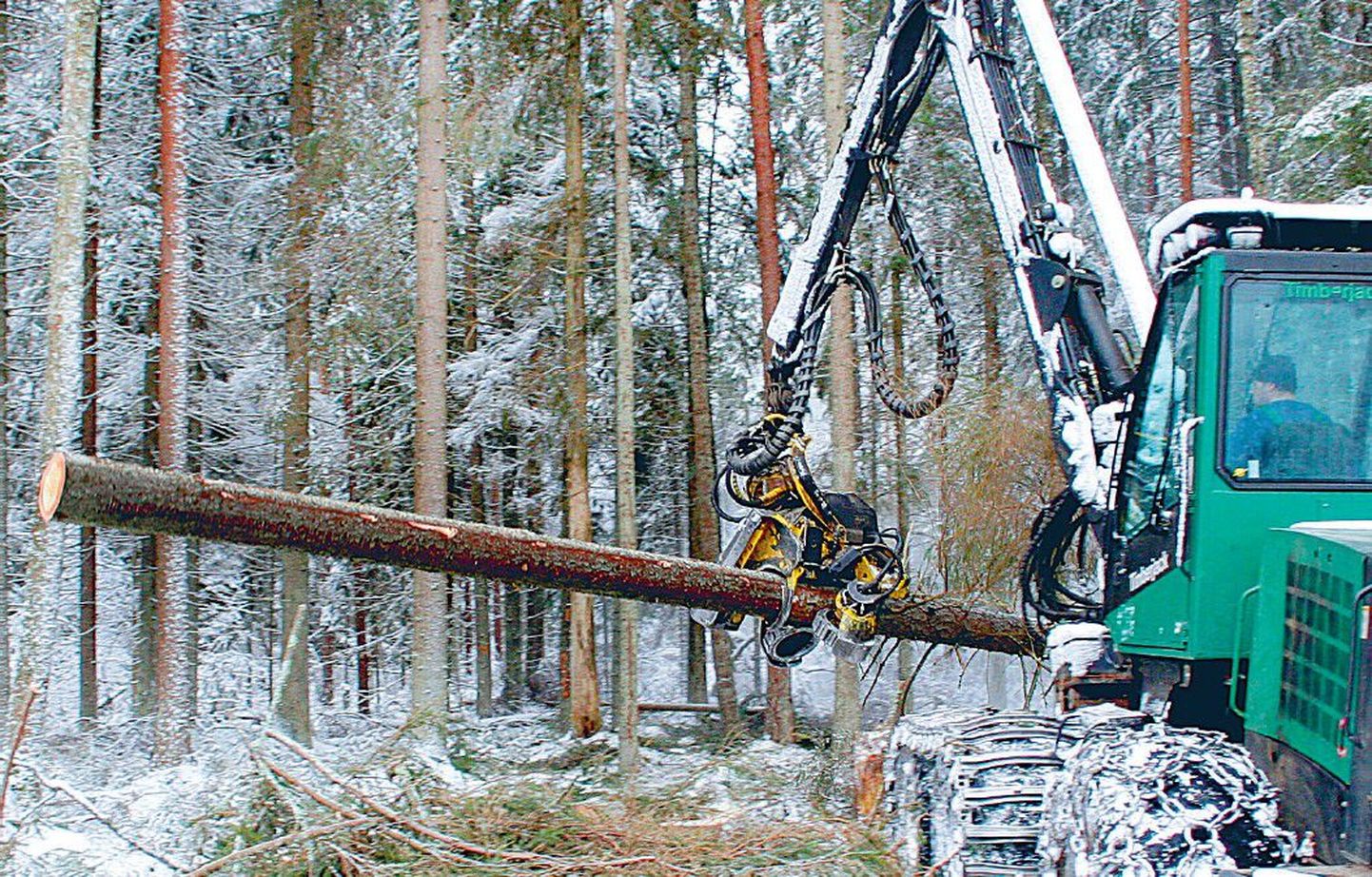 Pärnumaal Laiksaare metskonnas käivad tööd veel täie hooga, kuid puiduhinna langus kipub metsamehi juba pitsitama.