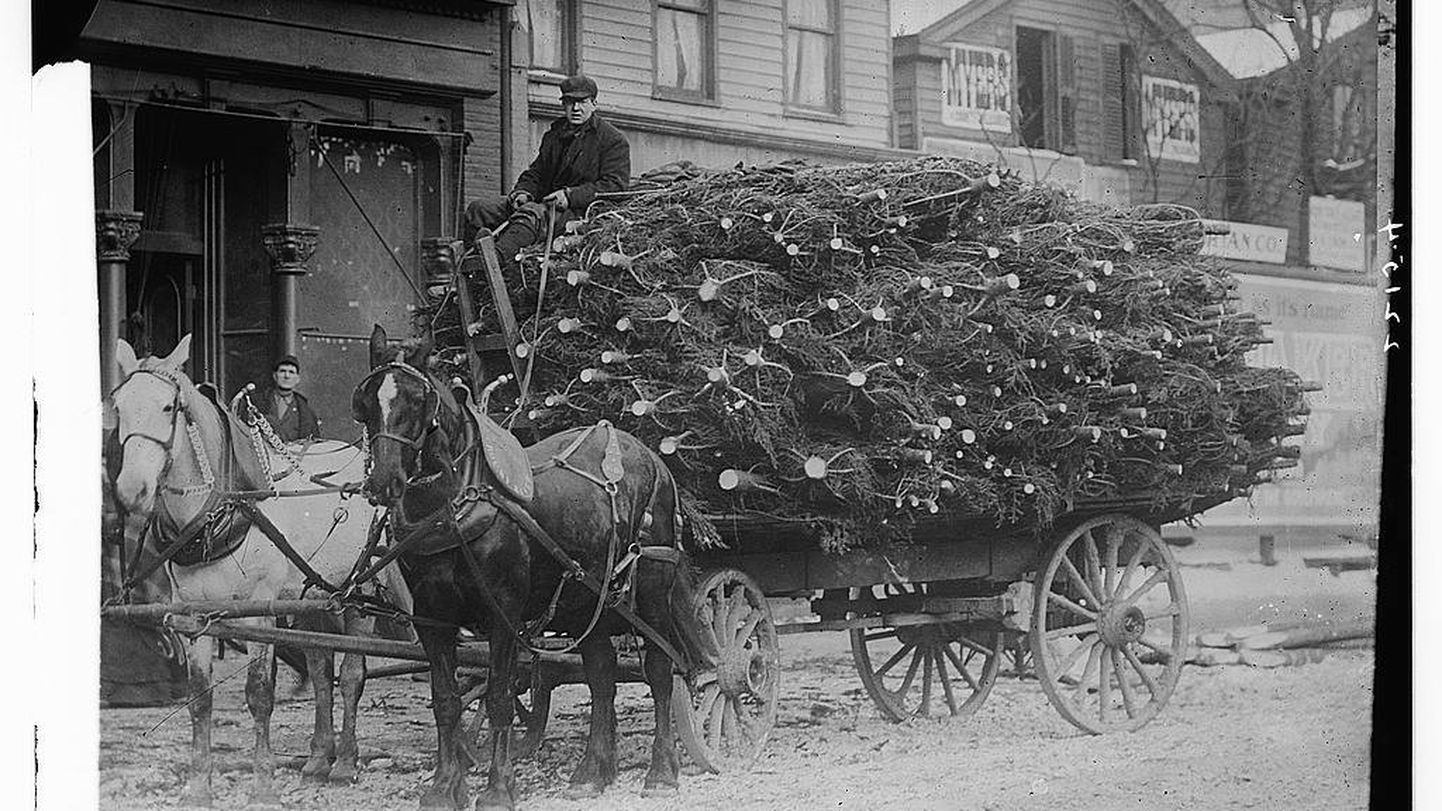 Ziemassvētku egļu tirgus ASV, 20. gadsimta sākumā