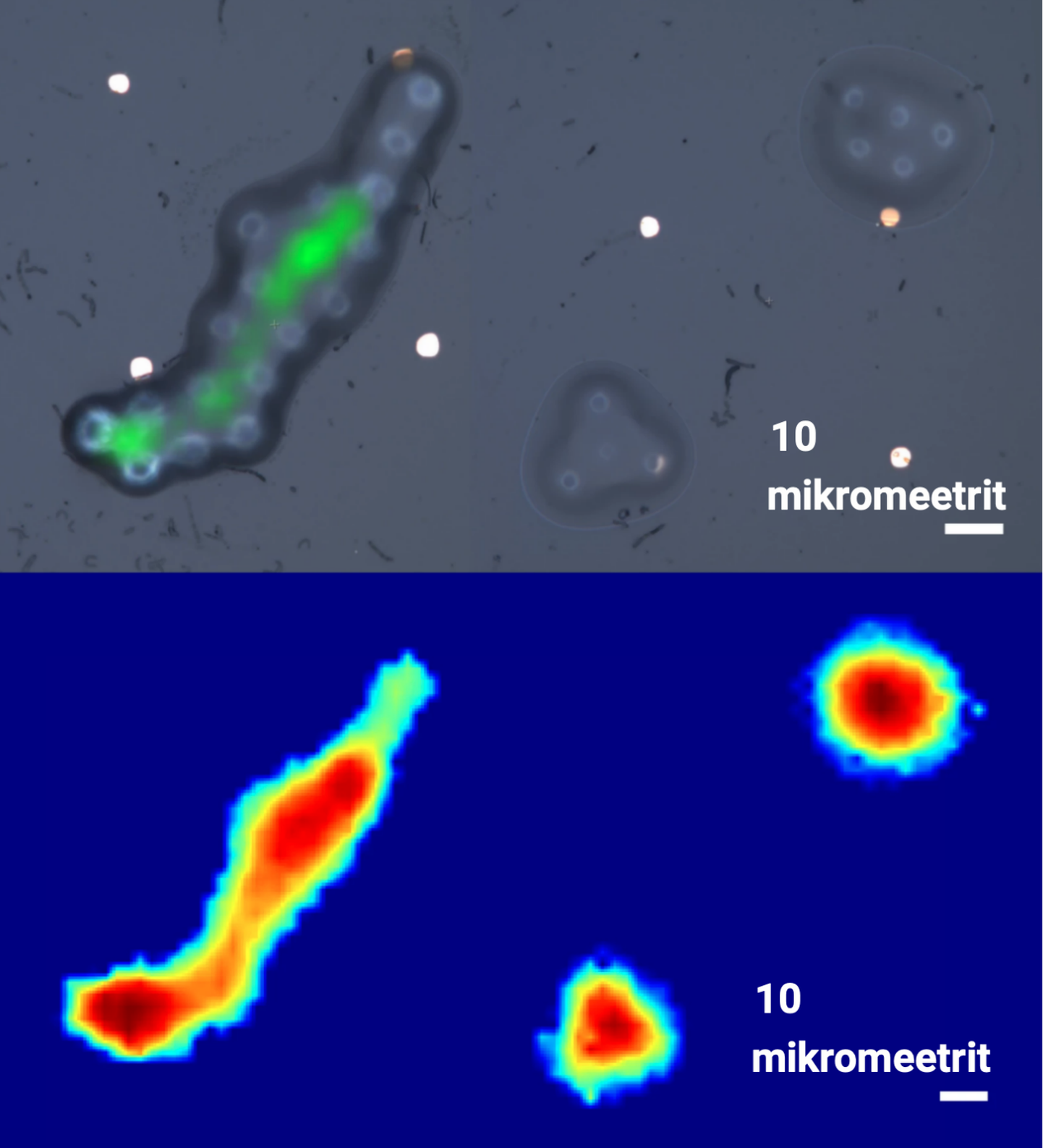 Valgusmikroskoobi abil (ülal) ja foononsonariga kuvatud plastikmaterjalist tehisobjektid. Helilainetega õnnestub vaadelda objekte valgusmikroiskoobiga lähedase lahutusega. 