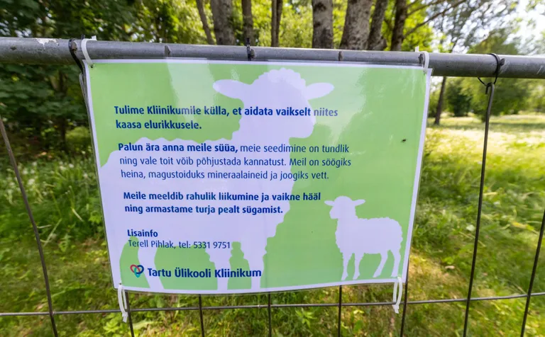 Lammaste aediku juures on ka silt, mis palub külastajatel loomi mitte toita, kuna lammastel on kõik eluks vajalik juba olemas.

 

 

 

 