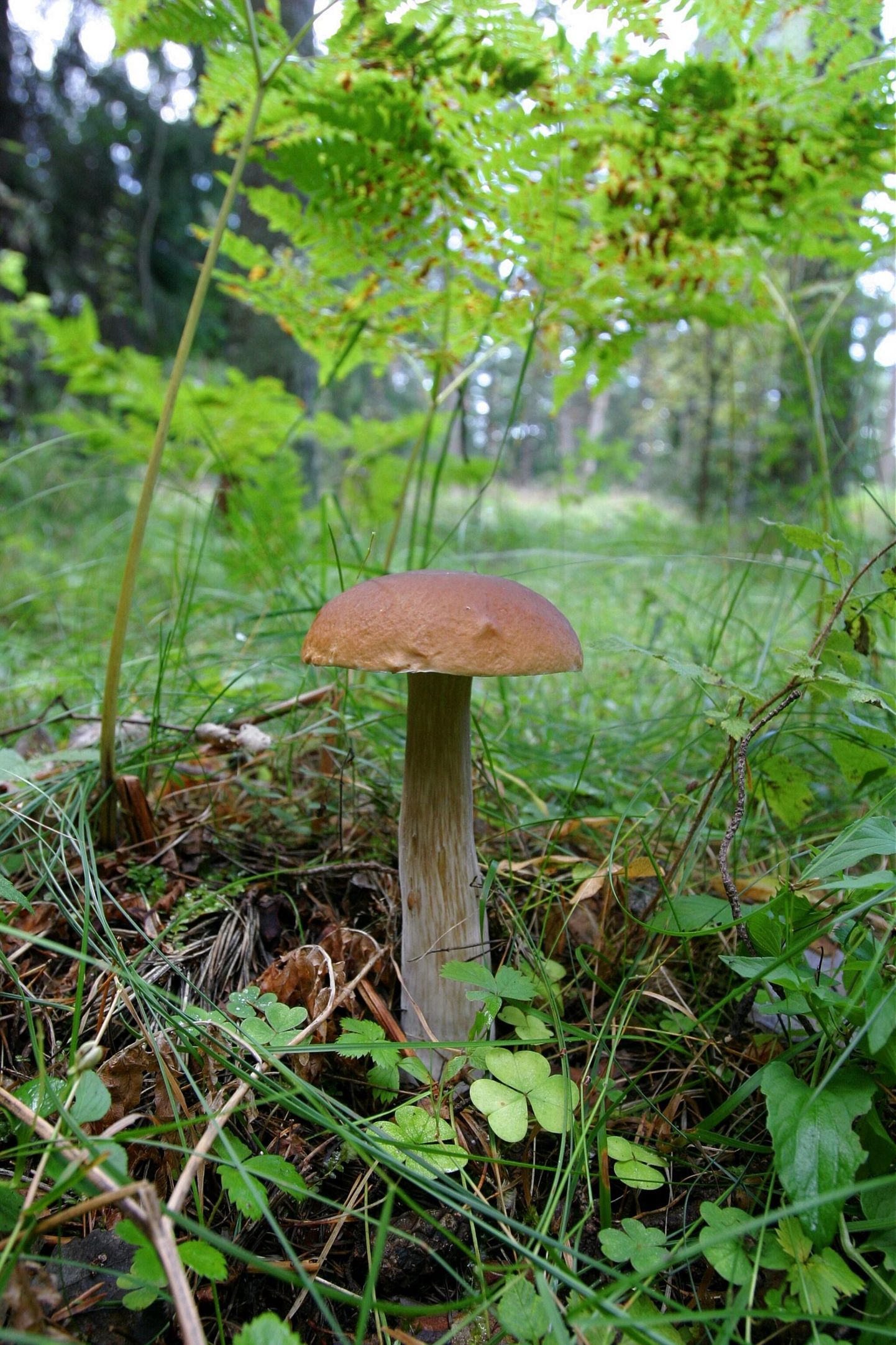 Kukeseente kõrval on seenelised Lõuna-Eesti metsadest saanud ka puravikke.