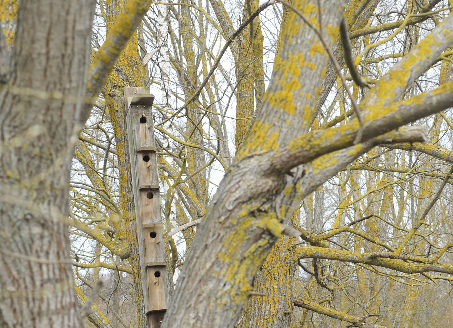 Supilinna tiigi juures näeb lindudele mõeldud pesakast-korrusmaja.