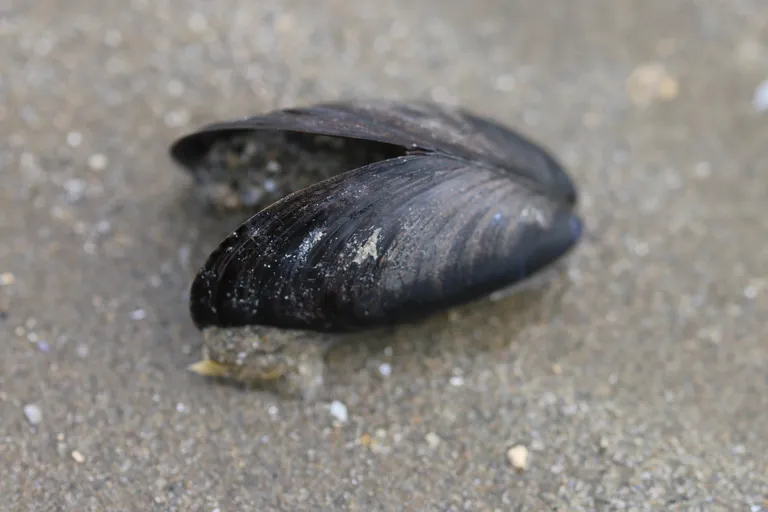Söödav rannakarp (Mytilus edulis).