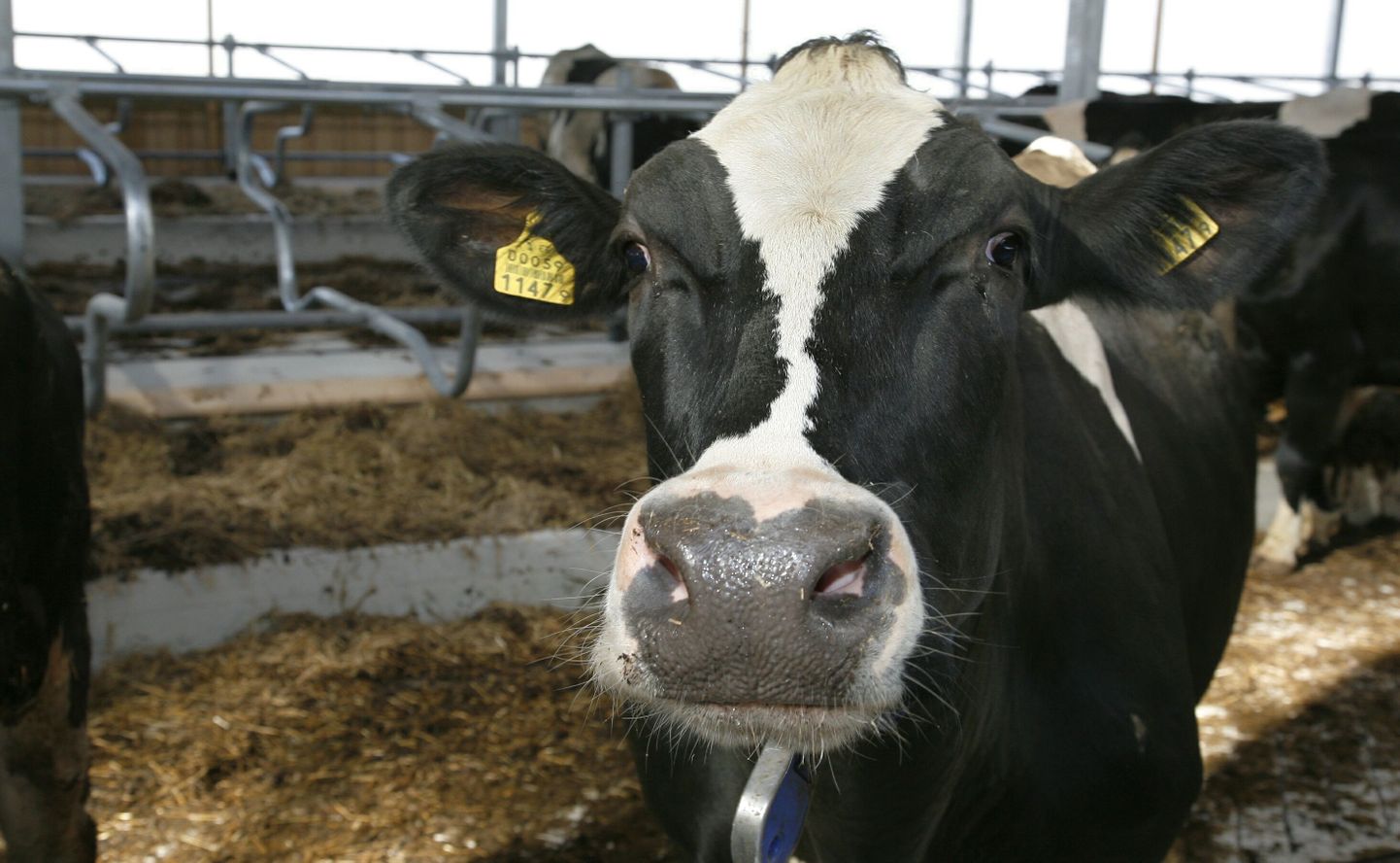 Loomapidajatel on võimalik e-PRIA kaudu tellida kariloomadele elektroonilisi kõrvamärgiseid.