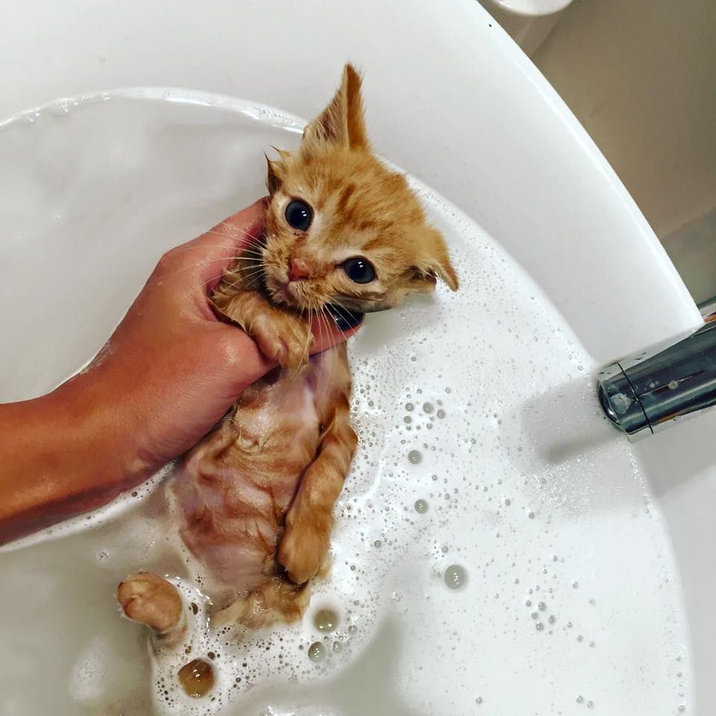 Garfield on puhtaks pestud ja valmis koju minema!