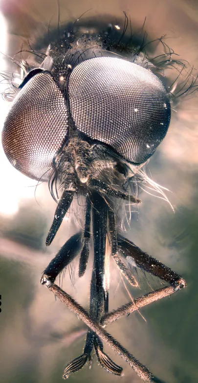 ®California Teaduste Akadeemia