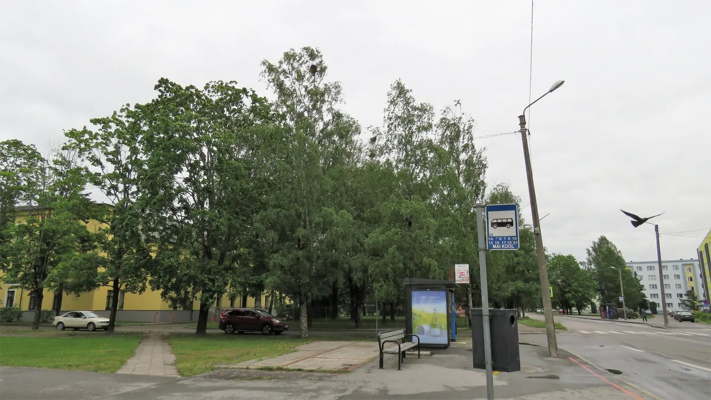 Nii Mai kui ka Ravi tänavalt eemaldati tänavu kevadel korduvalt varesepesasid. Pärast seadusega ette antud kuupäeva (15. aprilli) pesi enam puutuda ei tohi.