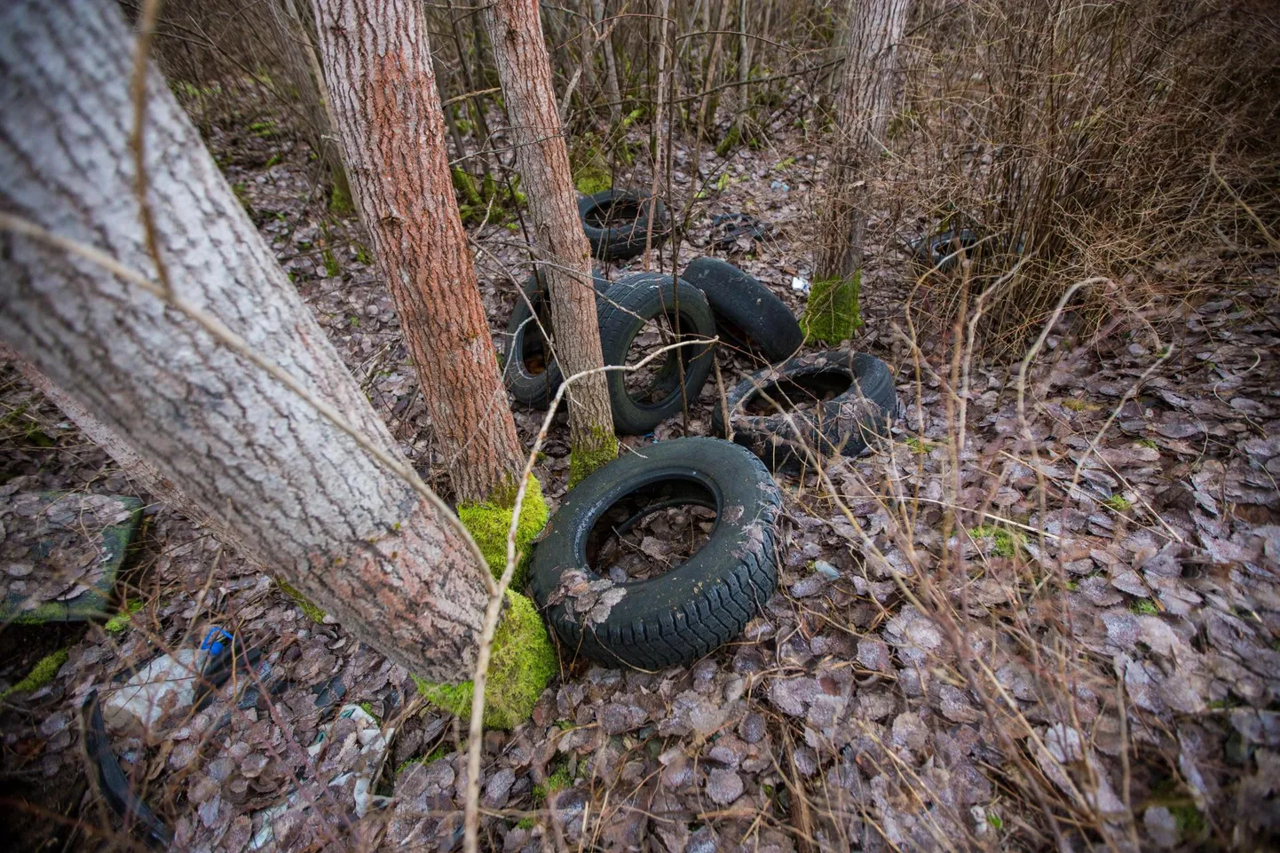 Paraku ei ole prügi metsa vahel ka Lääne-Virumaal haruldane nähtus, kuid keskkonnaamet töötab selle nimel, et järjest rohkem prügistajaid vastutusele võtta.