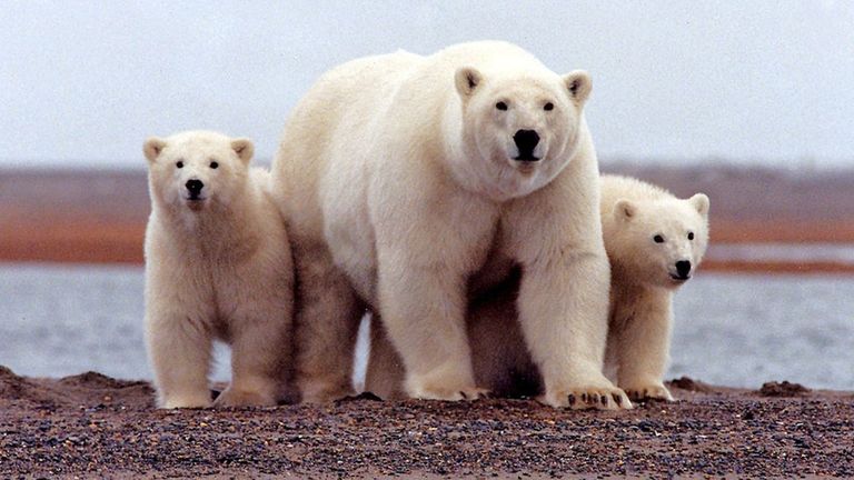 Арктика нагревается в три раза быстрее остальных частей планеты.