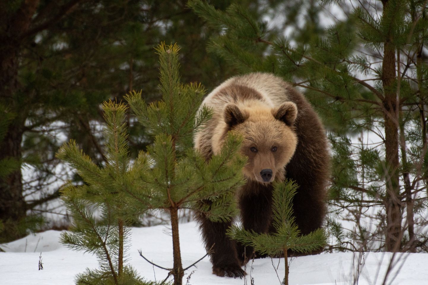 В марте прошлого года нынешняя медведица каждое утро наведывалась в Куремяэ.