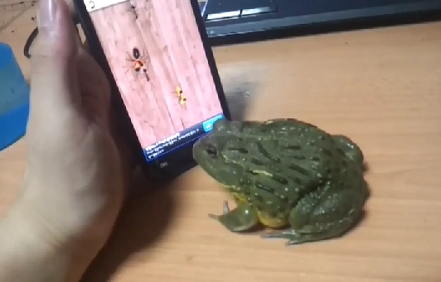 Artikli foto