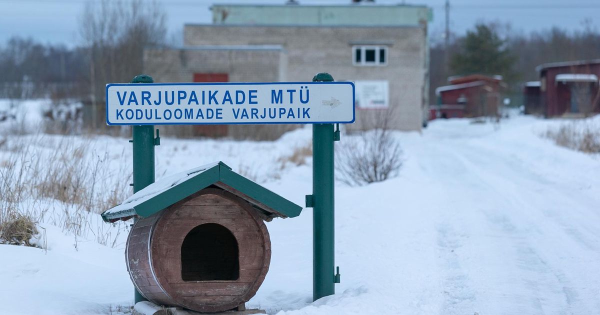 Kodutuid loomi aitavad kõik neli omavalitsust ühisel jõul