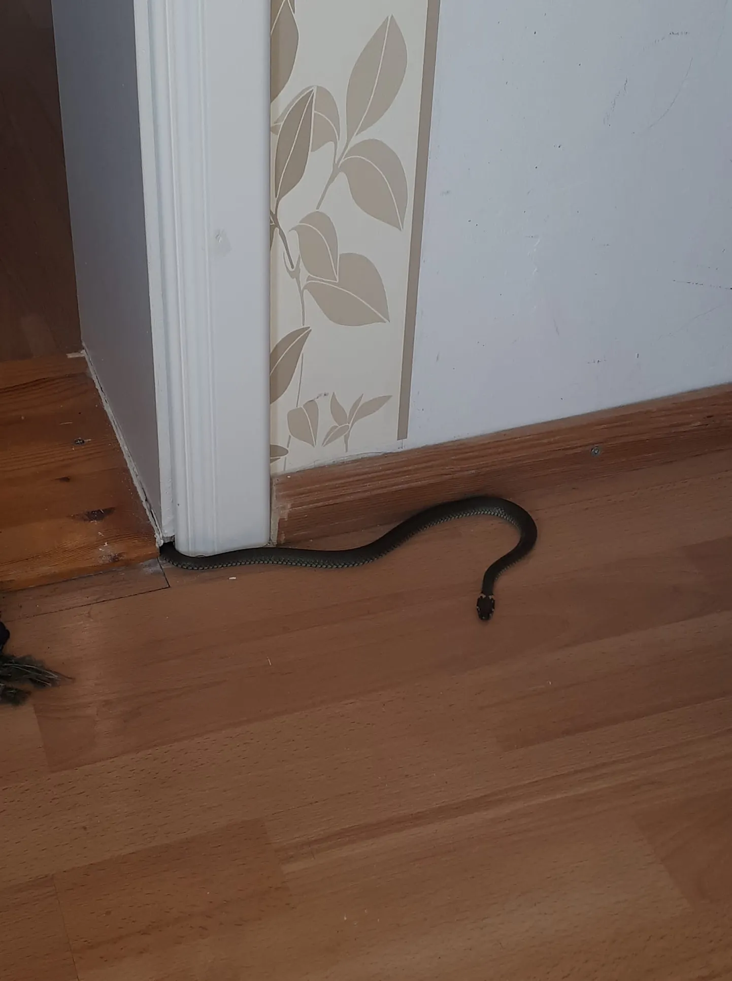 Raksta foto