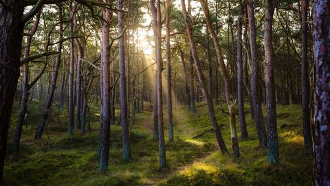 Anekdoot: purjus mees kakerdab metsavahel ringi