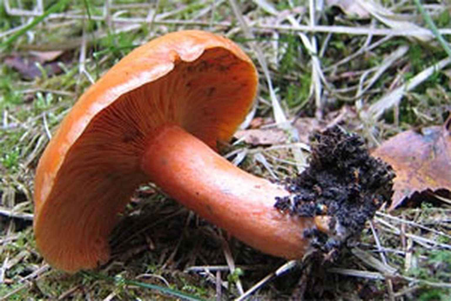 Rudmiese - sēne, kas labi garšo un ārstē