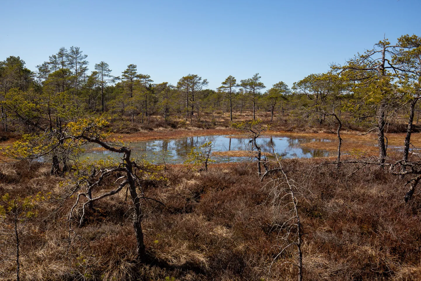 Projekti WaterLANDS käigus puhutakse Eestis, Bulgaarias, Iirimaal, Itaalias, Hollandis ja Suurbritannias taas elu sisse kahjustatud märgaladele. Pilt on illustreeriv.