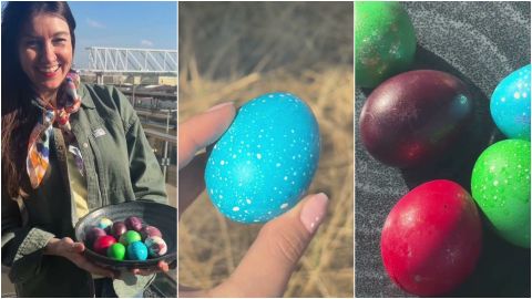 VIDEO ⟩ Oliņa krāso oliņas: ar skaistiem punktiņiem un zelta spīdumu