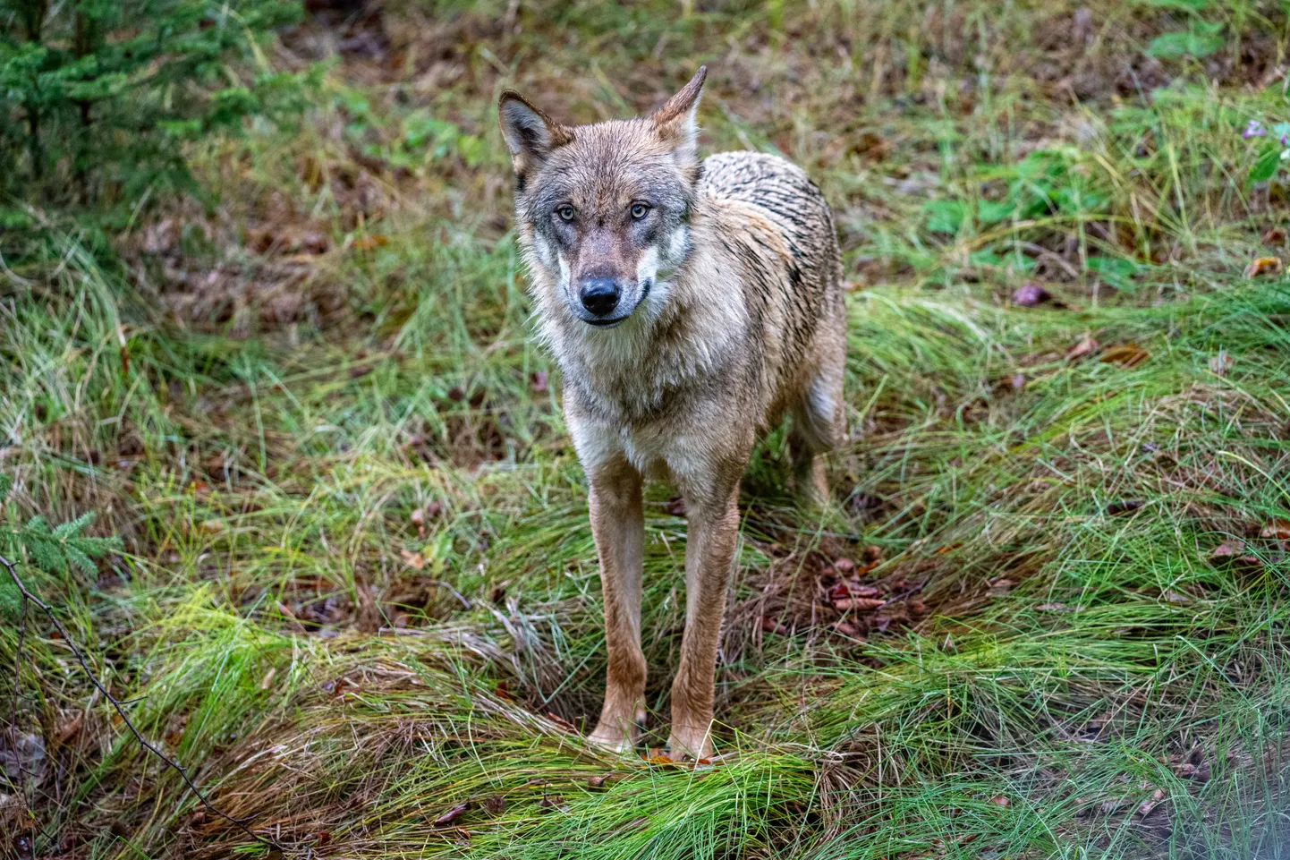 Tallinna halduskohus peatas Eestis hundijahi kuni kohtumenetluse lõpuni.
