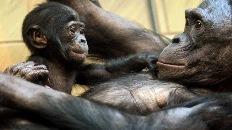 Самки бонобо - матери-одиночки