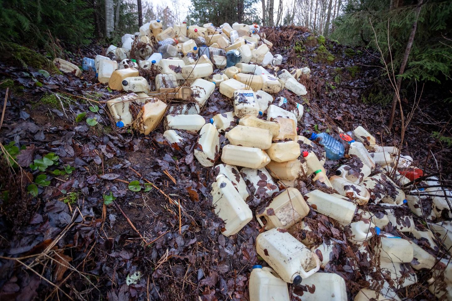Kui prügistajat ei leita, peab 76-aastane maaomanik Anu Raud sajad plastkanistrid ise kokku korjama ja need käsitsi metsast välja tassima.