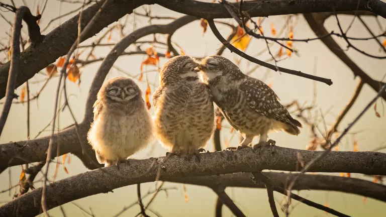 India noor fotograaf Sarthak Ranganadhan pälvis Nikon Junior Kategooria auhinna oma lõbusa ja südamliku fotoga «Suudlevad öökullid». Pildil on täpilised öökullid hetkes, mis tundub olevat õrnuse jagamine, samal ajal kui nende järeltulija seisab lähedal, silmad kinni ja justkui muheldes.