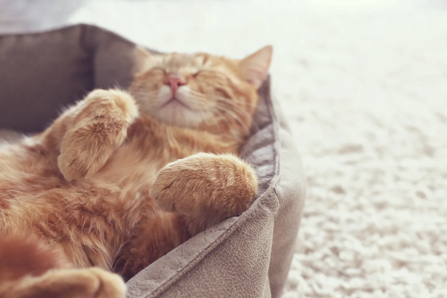Спящая кошка. Иллюстративное фото