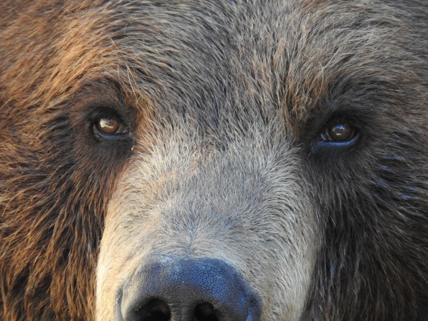 brown bear with sad eyes close-up