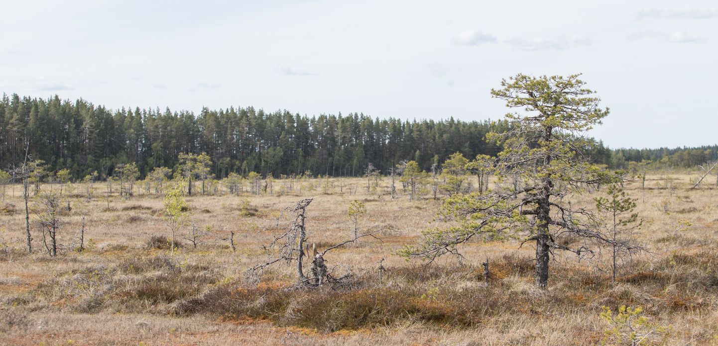 В созданном на территориях более старых болотных заповедников Алутагузеском национальном парке представительство алутагузеских хвойных лесов довольно скромное.